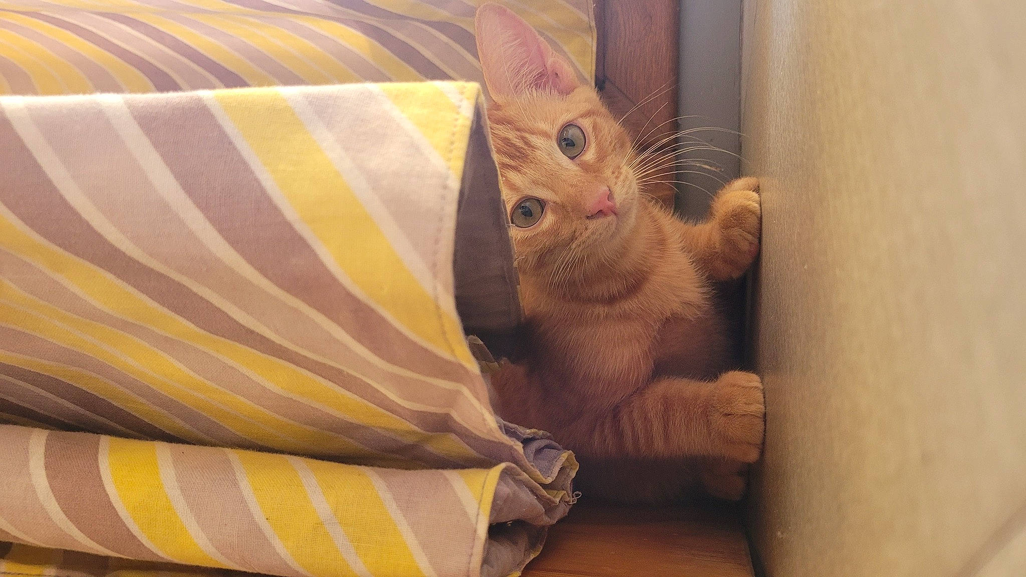 Yoshi participe au concours pour gagner de l'argent avec cette photo : animal_shelter, carnivore, cat, claw, comfort, domestic_short_haired_cat, fawn, felidae, fur, linens, pattern, paw, peach, room, small_to_medium_sized_cats, snout, tail, textile, whiskers, wood