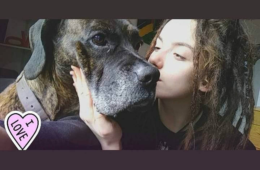 Ganjaï participe au concours pour gagner de l'argent avec cette photo : american_pit_bull_terrier, cane_corso, canidae, carnivore, dog, dog_breed, ear, great_dane, guard_dog, mammal, non_sporting_group, photo_caption, photography, snout, sporting_group, vertebrate, working_dog