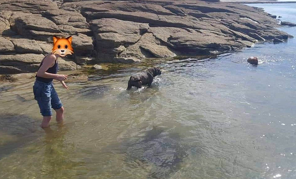 Ganjaï participe au concours pour gagner de l'argent avec cette photo : beach, canidae, carnivore, coast, non_sporting_group, ocean, rock, sand, sea, shore, tourism, vacation