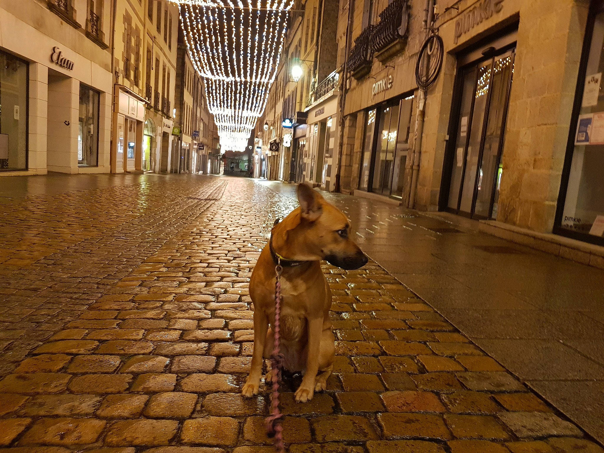 Tamar? a rejoint le concours — aidez-le/la à gagner de superbes lots ! alley, arcade, canidae, carnivore, cobblestone, collar, companion_dog, dog, dog_breed, fawn, flagstone, floor, flooring, liver, sidewalk, snout, sporting_group, street_dog, tile, working_animal