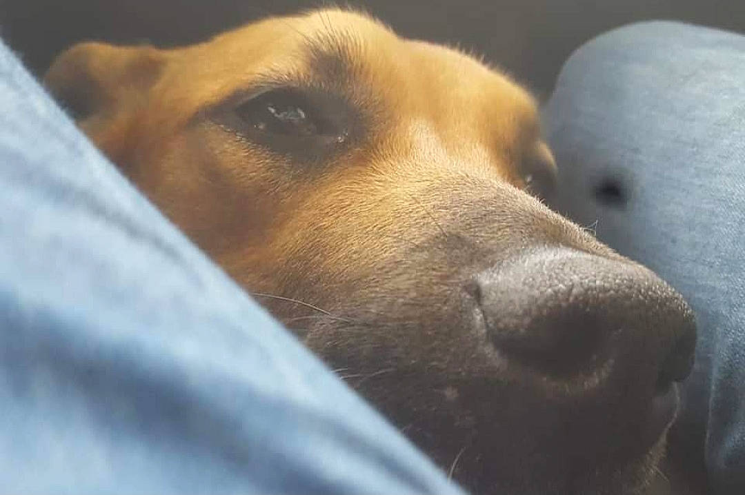 Tamar? participe au concours pour gagner de l'argent avec cette photo : canidae, carnivore, dog, dog_breed, fawn, hunting_dog, labrador_retriever, nose, snout, sporting_group, street_dog, whiskers