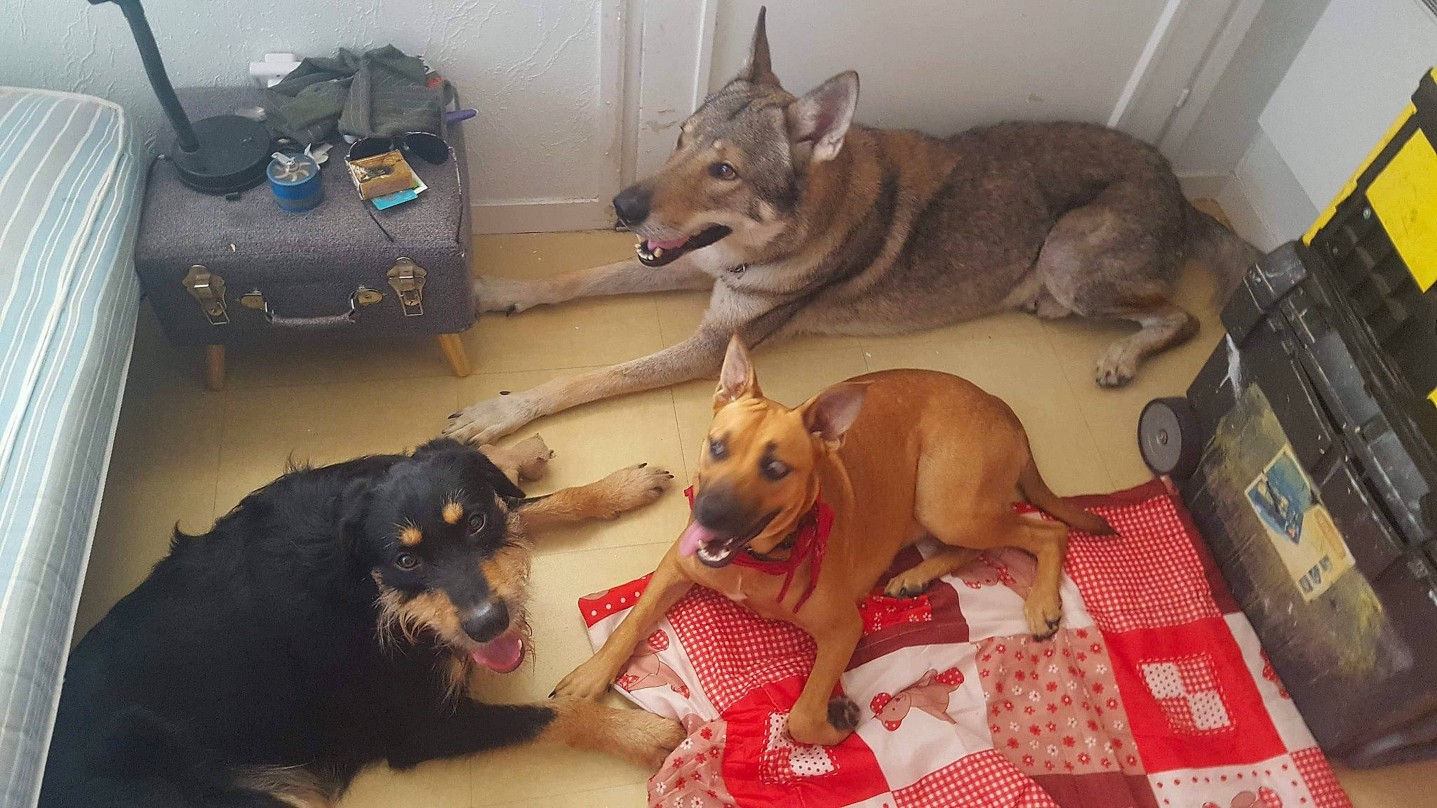 Douce a rejoint le concours — aidez-le/la à gagner de superbes lots ! canidae, carnivore, companion_dog, dog, dog_breed, guard_dog, mammal, vertebrate, wolfdog