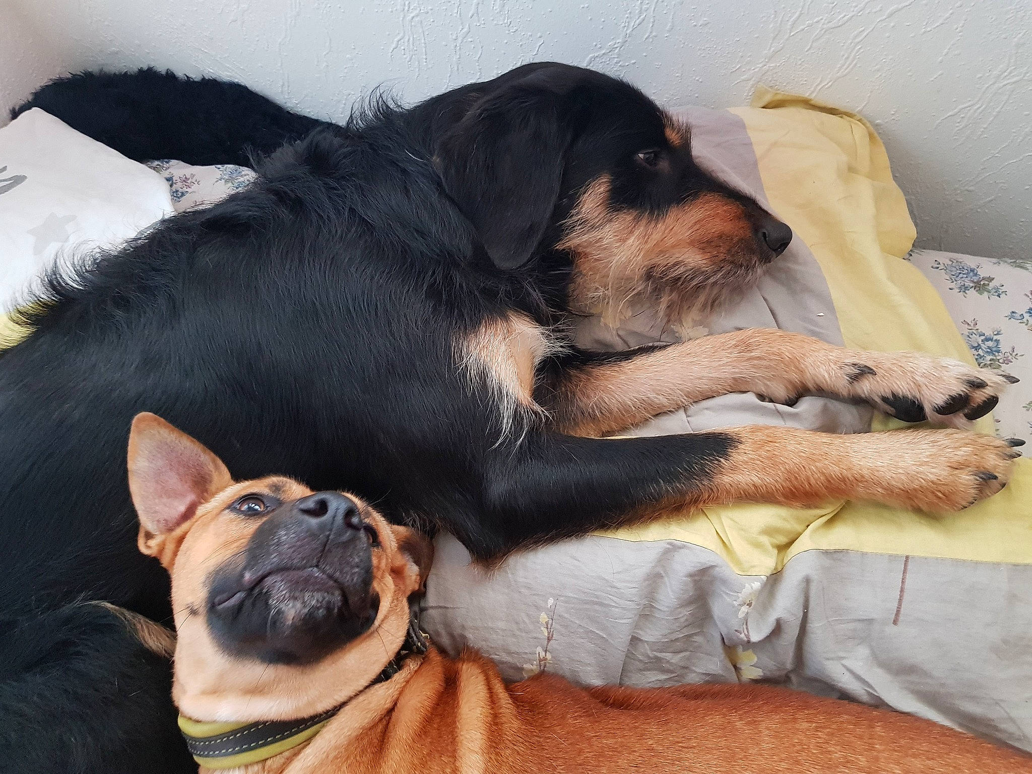Douce participe au concours pour gagner de l'argent avec cette photo : canidae, carnivore, companion_dog, dog, dog_breed, huntaway, jagdterrier, mammal, nap, paw, puppy, puppy_love, rottweiler, snout, sporting_group, vertebrate