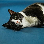 Sativa is registered to the contest to win money with this photo: cat, tuxedo_cat, green_eyes, whiskers, lying_down, blue_background, close_up, portrait, pet, feline, indoor, fur, adorable, curious, relaxed, playful, kitty, nose, face, studio_photo