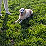 animal, boy, canine, clothing, dog, field, footwear, goldenretriever, grass, grassland, lawn, male, nature, outdoors, pants, person, pet, plant, shoe, teen