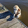 animal, architecture, boardwalk, bridge, canine, dog, goldenretriever, hound, lake, nature, outdoors, path, pet, pier, port, puppy, walkway, water, waterfront, wood