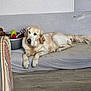 animal, architecture, building, canine, chair, cockerspaniel, couch, cushion, dog, furniture, goldenretriever, homedecor, hound, indoors, interiordesign, labradorretriever, livingroom, pet, puppy, room