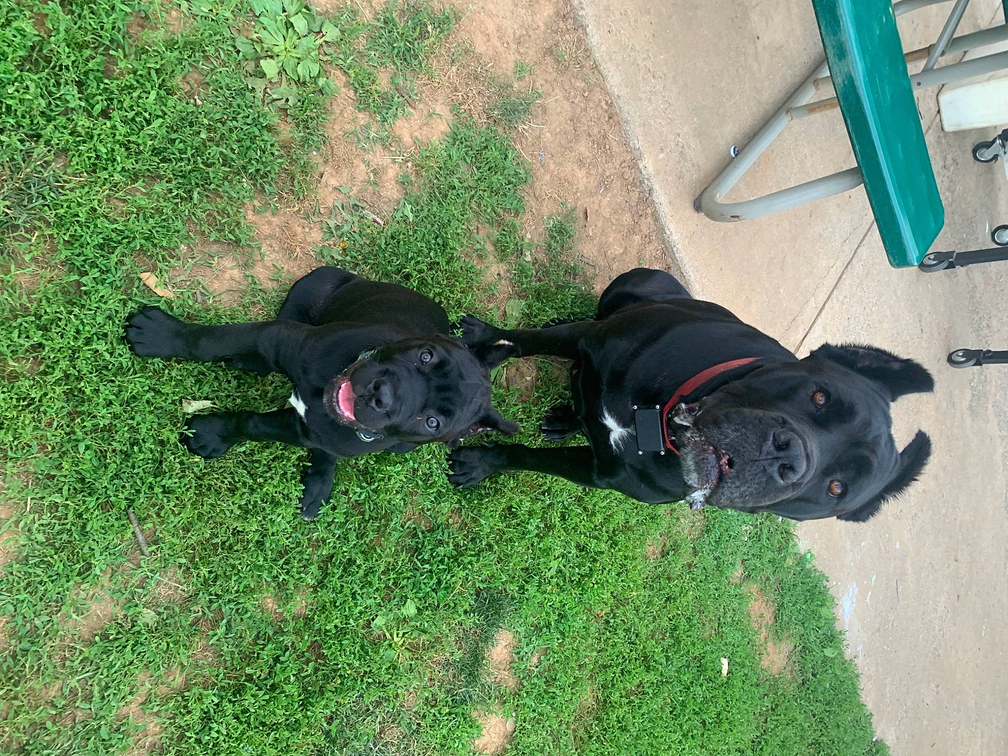 Stella is registered to the contest to win money with this photo: canidae, carnivore, collar, companion_dog, dog, dog_breed, dog_collar, dog_supply, electric_blue, grass, guard_dog, leash, non_sporting_group, personal_protective_equipment, pet_supply, shadow, sporting_group, tail, working_animal, working_dog