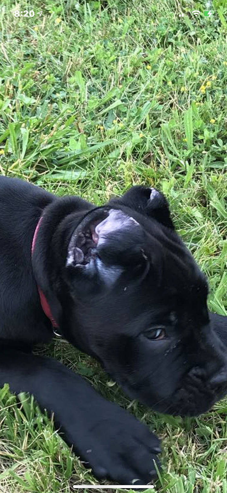 Stella joined the competition — help win amazing prizes! art, borador, canidae, carnivore, collar, companion_dog, dog, dog_breed, dog_collar, fawn, grass, groundcover, liver, plant, snout, sporting_group, tail, terrestrial_animal, whiskers, working_animal