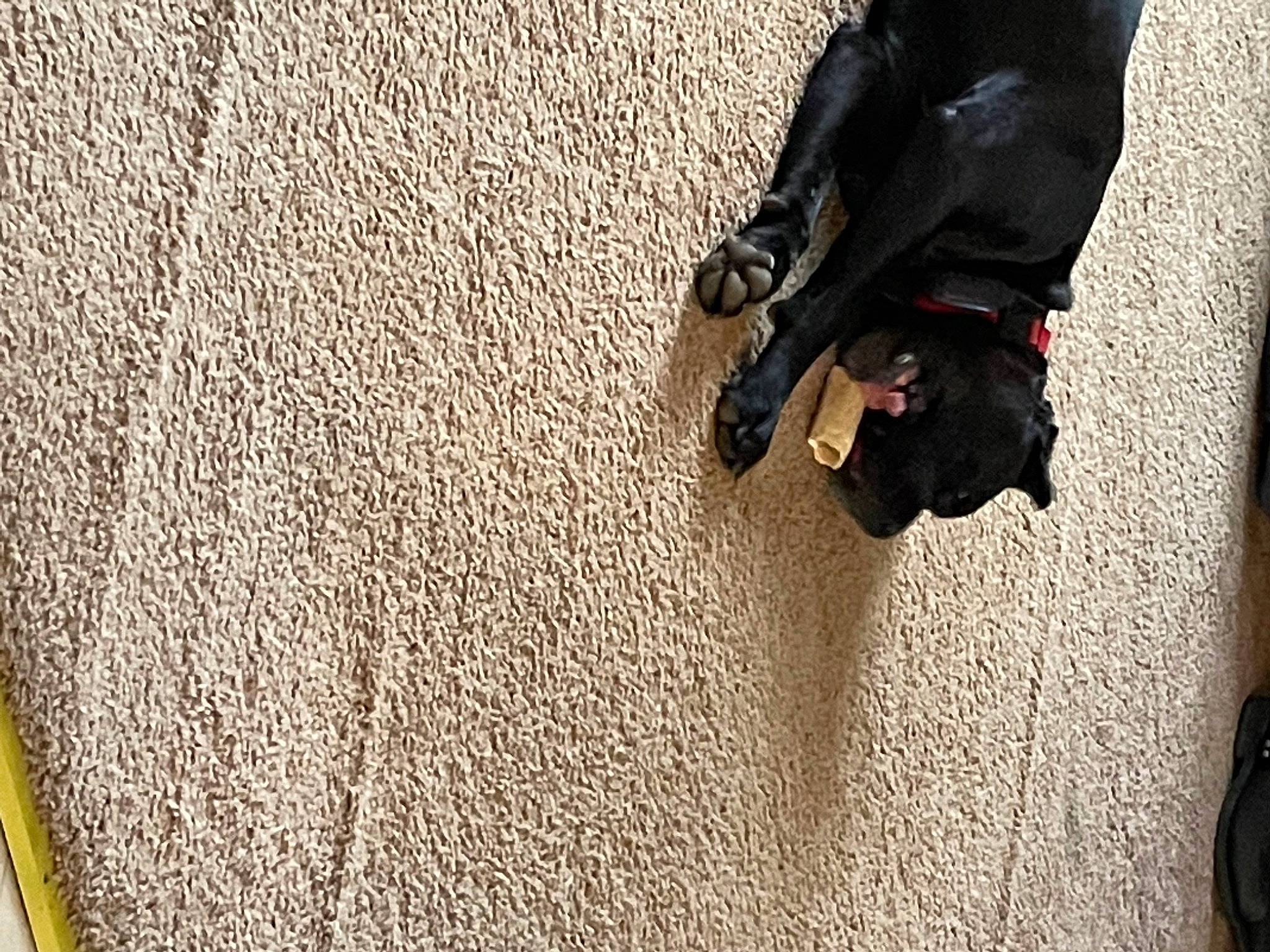 Stella joined the competition — help win amazing prizes! asphalt, concrete, floor, flooring, foot, grass, human_leg, landscape, recreation, road, road_surface, rock, sand, shadow, sitting, soil, tints_and_shades, tree, walking, wood