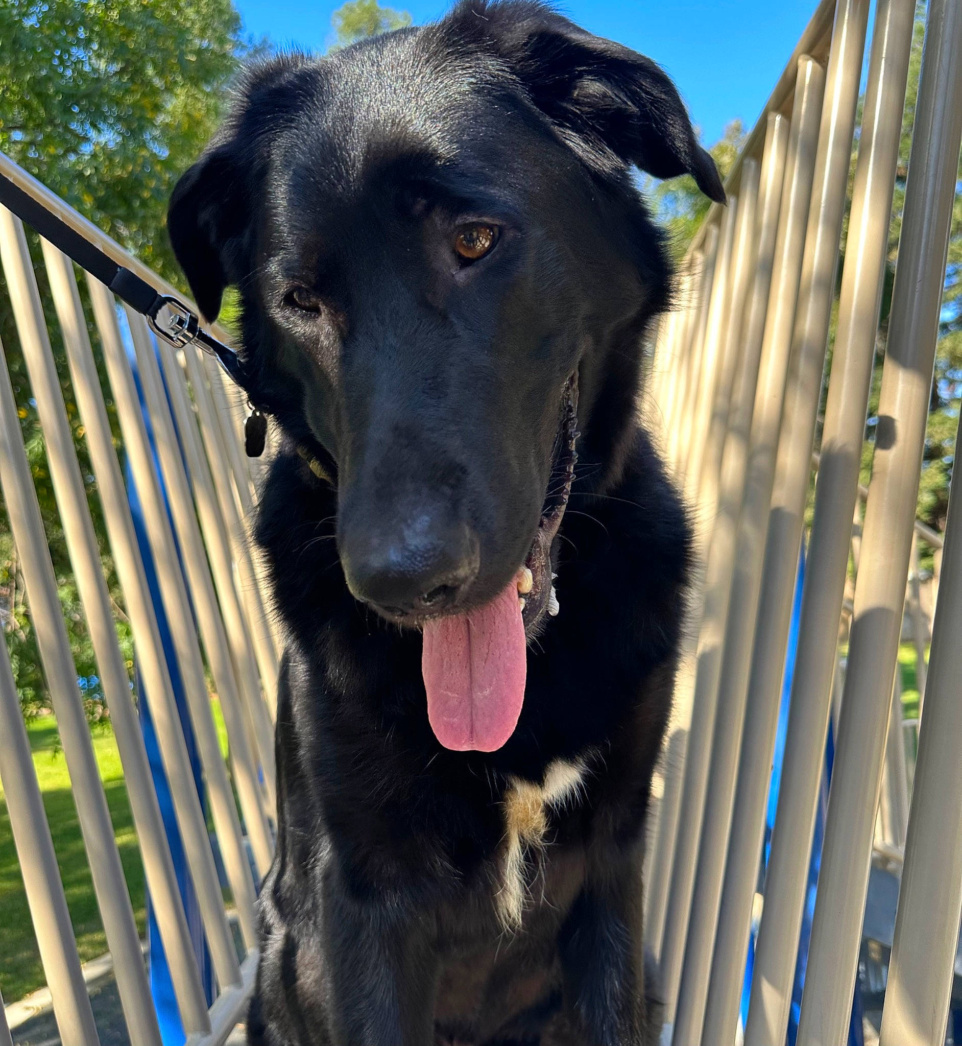 Fez is registered to the contest to win money with this photo: borador, canidae, carnivore, collar, companion_dog, dog, dog_breed, dog_collar, fence, fur, gun_dog, pet_supply, plant, retriever, sky, snout, sporting_group, tree, whiskers, working_animal