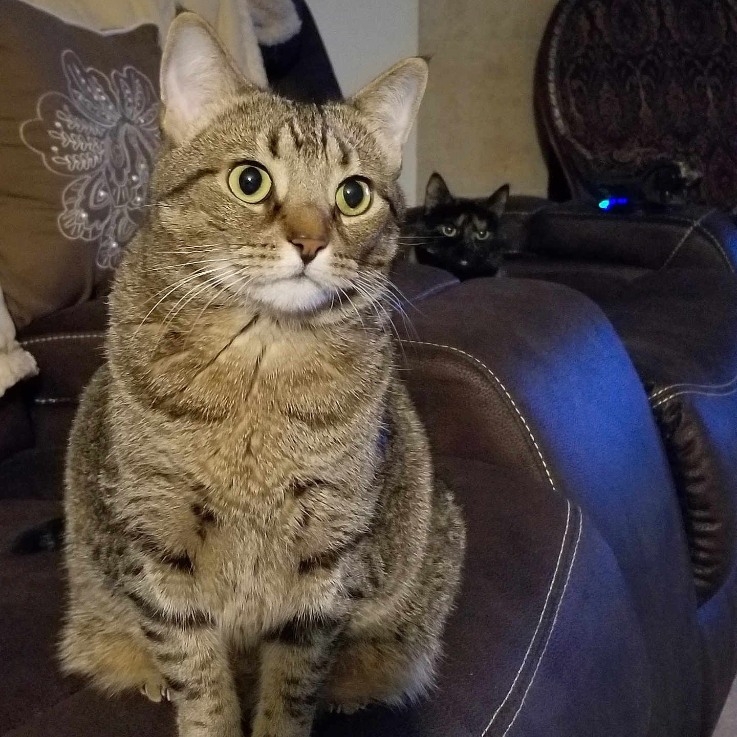 Sheba is registered to the contest to win money with this photo: abyssinian, animal, architecture, armchair, building, cat, chair, couch, cushion, furniture, homedecor, indoors, livingroom, manx, pet, room