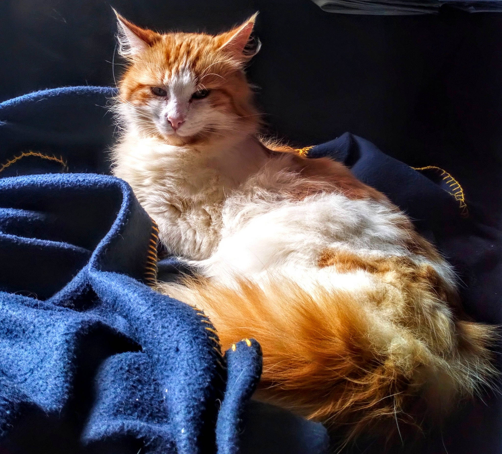 Chopper a rejoint le concours — aidez-le/la à gagner de superbes lots ! carnivore, cat, claw, darkness, denim, domestic_short_haired_cat, electric_blue, fawn, felidae, fur, lap, paw, sitting, small_to_medium_sized_cats, snout, tail, whiskers, wildlife