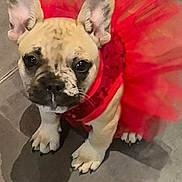 Vixey a rejoint le concours — aidez-le/la à gagner de superbes lots ! animal, bostonbull, boxer, bulldog, canine, clothing, costume, dancing, dog, dress, face, formalwear, frenchbulldog, head, person, pet, photography, pitbull, portrait, puppy