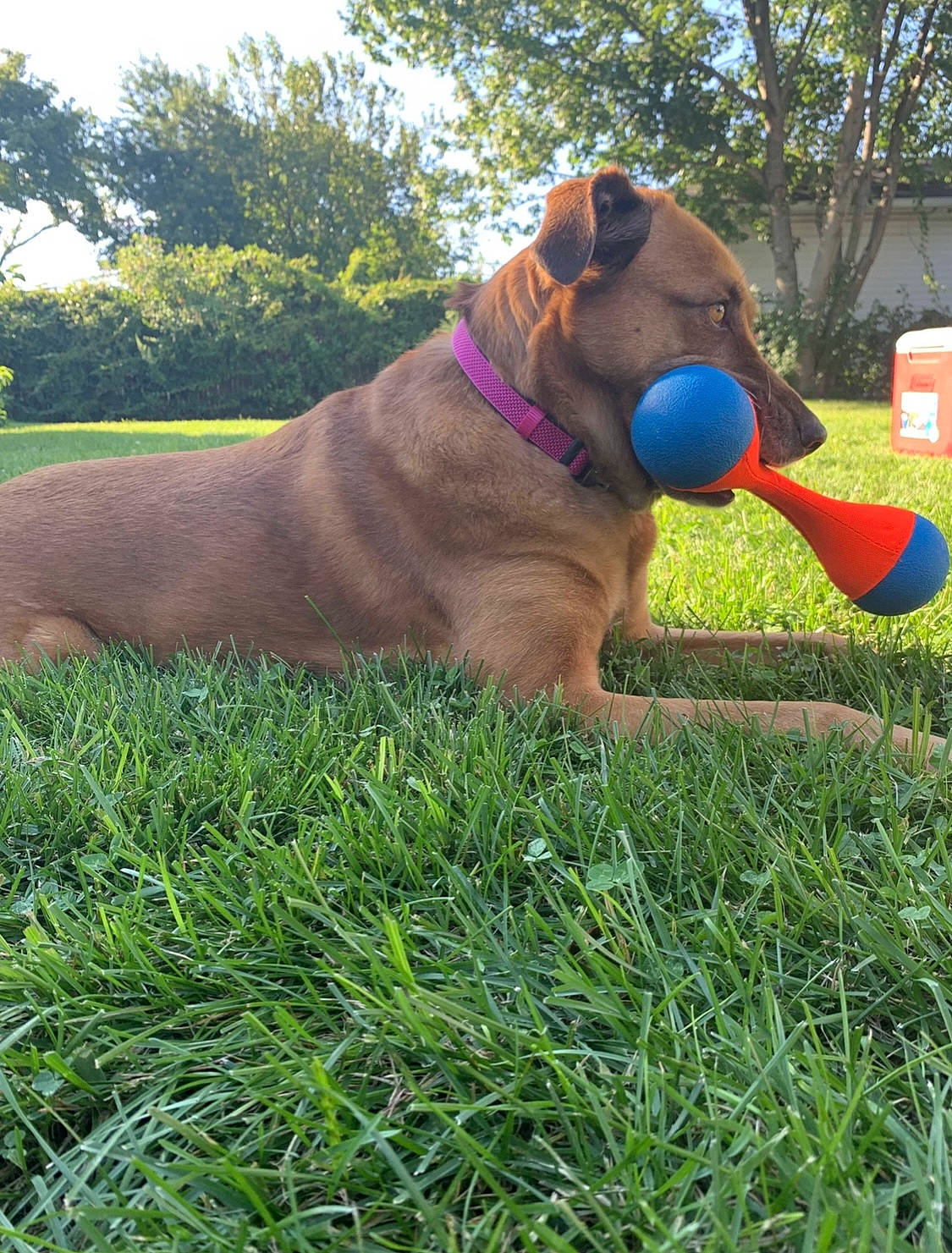 Lucy is registered to the contest to win money with this photo: ball, canidae, carnivore, collar, companion_dog, dog, dog_breed, dog_collar, fawn, grass, grassland, liver, pet_supply, plant, sky, snout, sporting_group, toy, tree, working_animal