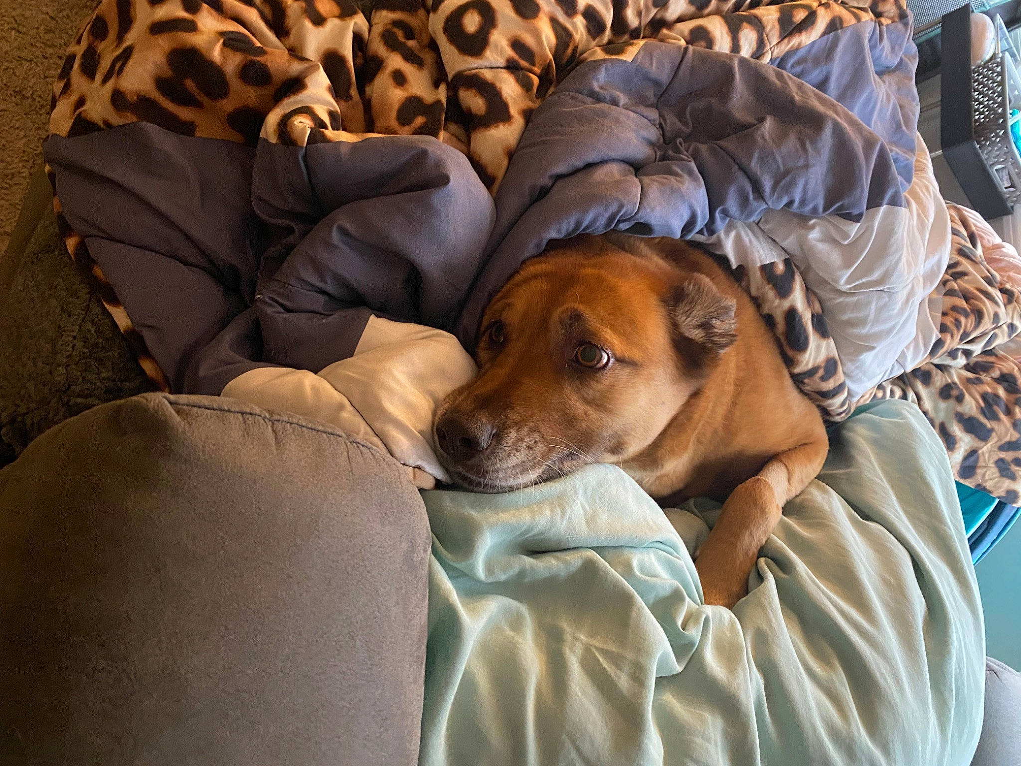 Lucy is registered to the contest to win money with this photo: canidae, carnivore, comfort, companion_dog, dog, dog_breed, hound, linens, scent_hound, working_animal