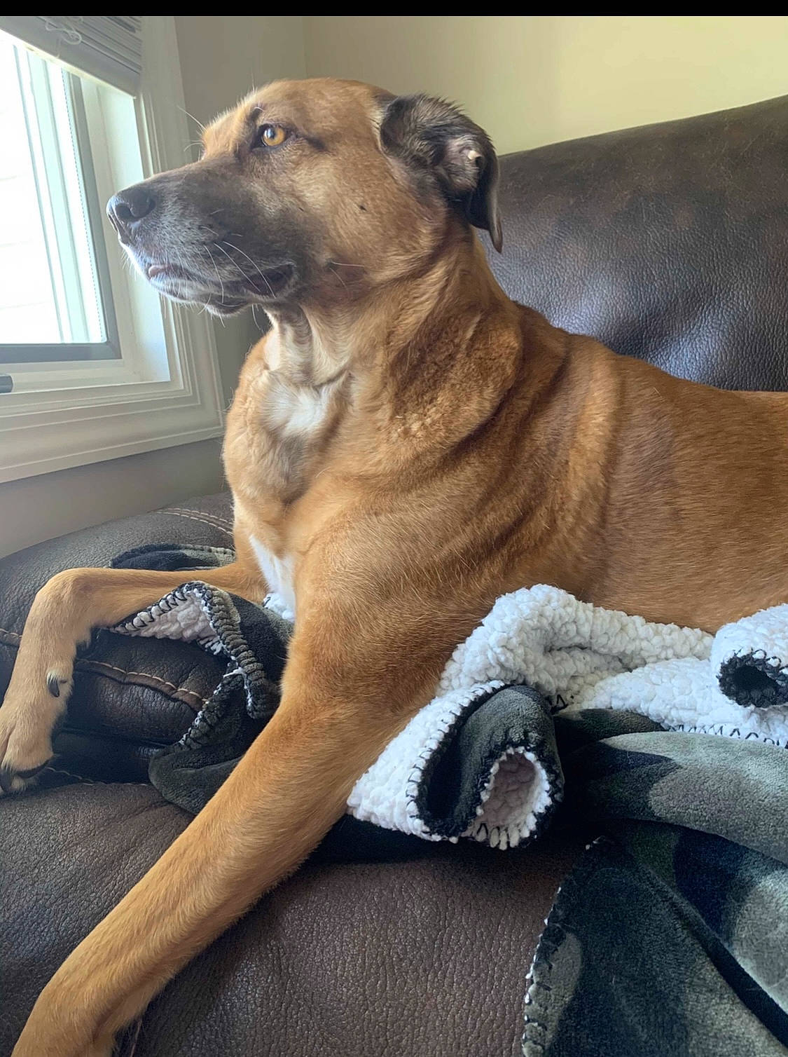 Lucy is registered to the contest to win money with this photo: carnivore, collar, comfort, companion_dog, dog, dog_breed, dog_collar, dog_supply, fawn, fur, guard_dog, paw, pet_supply, snout, sporting_group, terrestrial_animal, whiskers, window, window_blind, working_dog