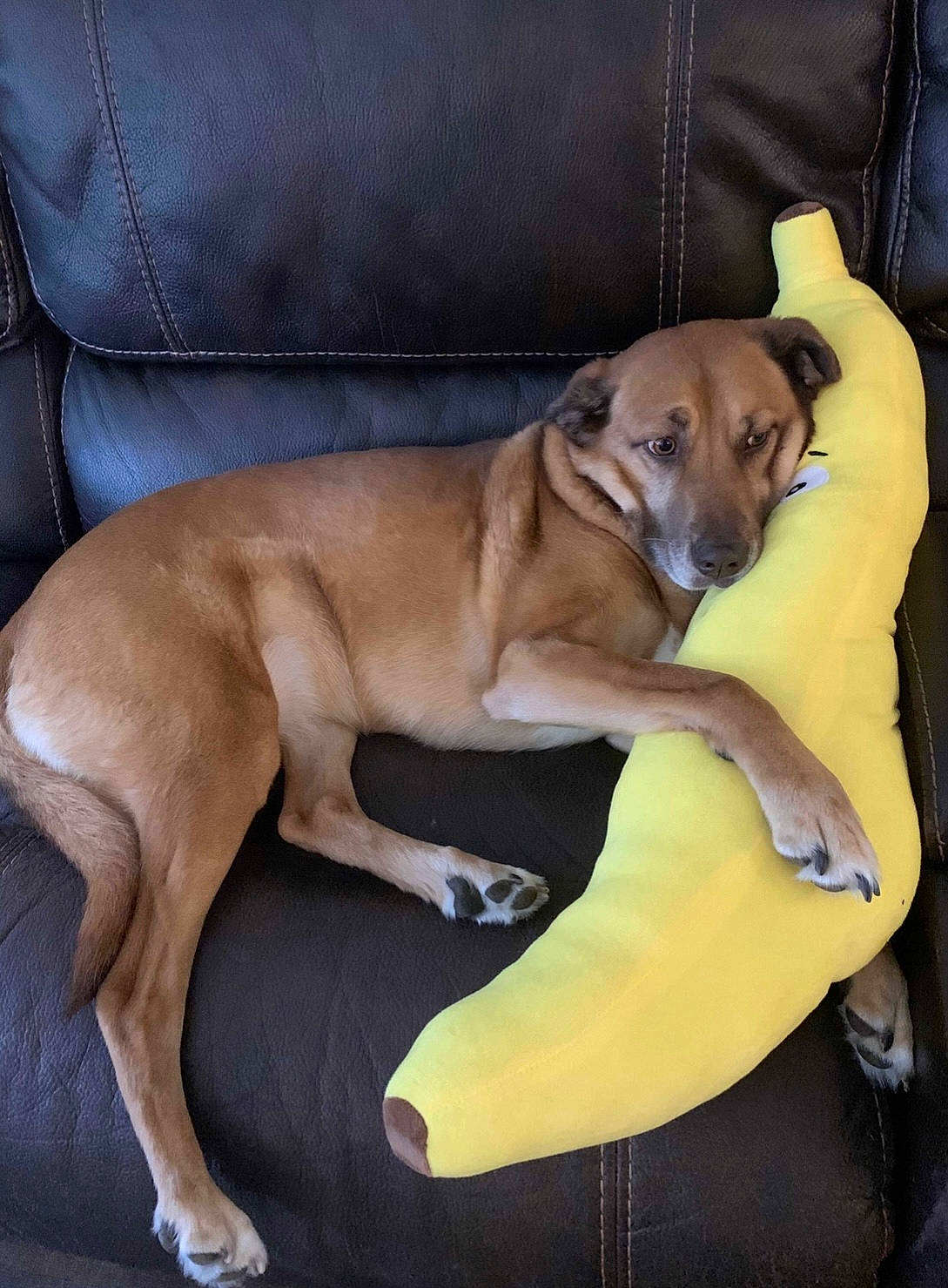 Lucy joined the competition — help win amazing prizes! canidae, carnivore, collar, comfort, companion_dog, dog, dog_breed, dog_collar, dog_supply, fawn, furniture, hardwood, liver, paw, pet_supply, sighthound, snout, sporting_group, tail, working_animal