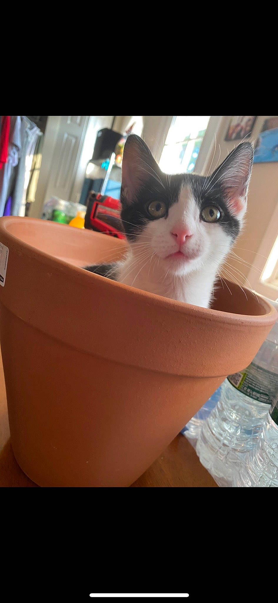 Jazz joined the competition — help win amazing prizes! basket, bowl, box, cardboard, carnivore, carton, cat, cat_supply, domestic_short_haired_cat, felidae, hardwood, household_supply, packaging_and_labeling, paper_product, pet_supply, plumbing_fixture, shipping_box, small_to_medium_sized_cats, whiskers, wood