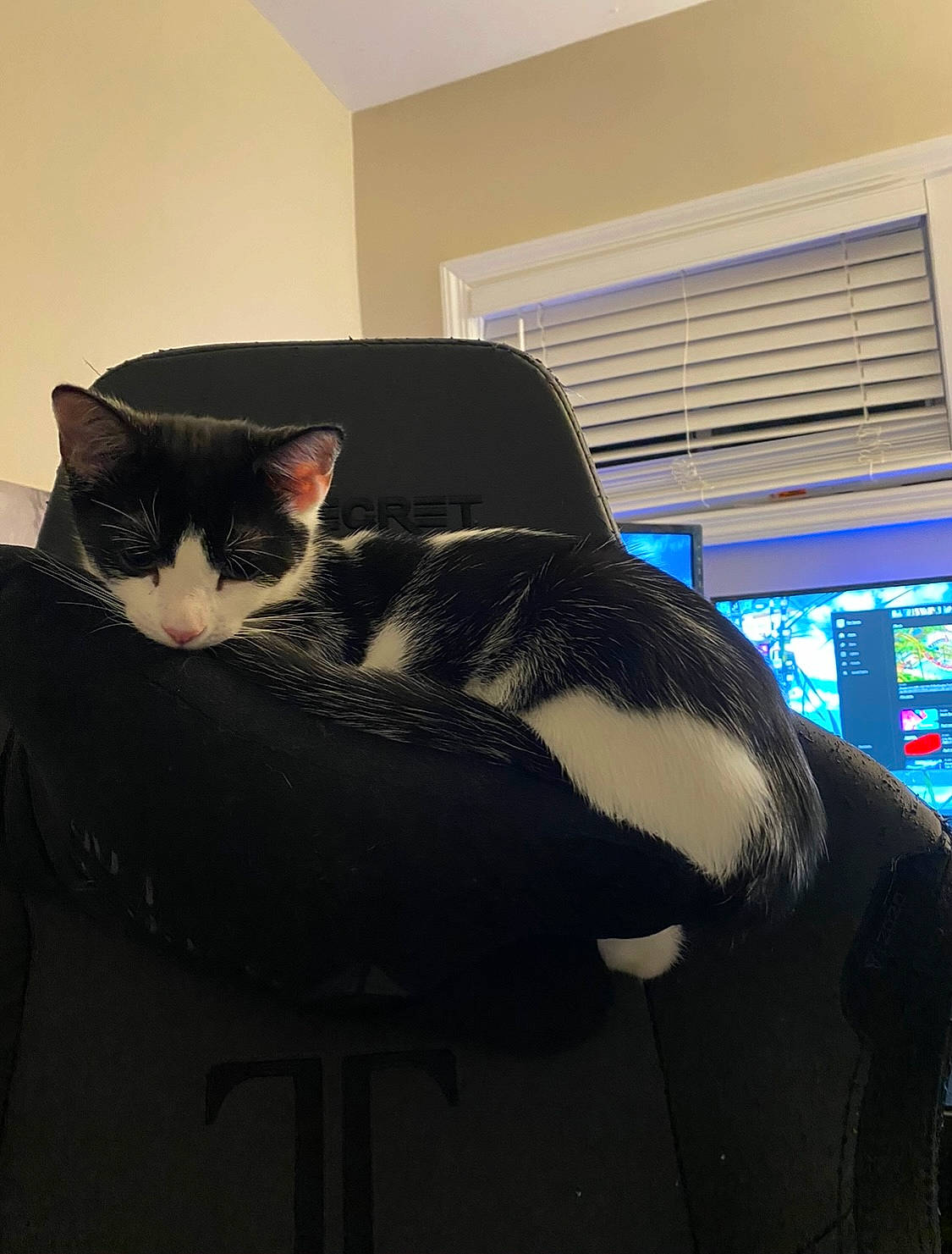 Jazz is registered to the contest to win money with this photo: carnivore, cat, chair, comfort, domestic_short_haired_cat, eyewear, felidae, formal_wear, fur, room, sitting, small_to_medium_sized_cats, snout, tail, tints_and_shades, whiskers, window, window_blind, windshield, wood