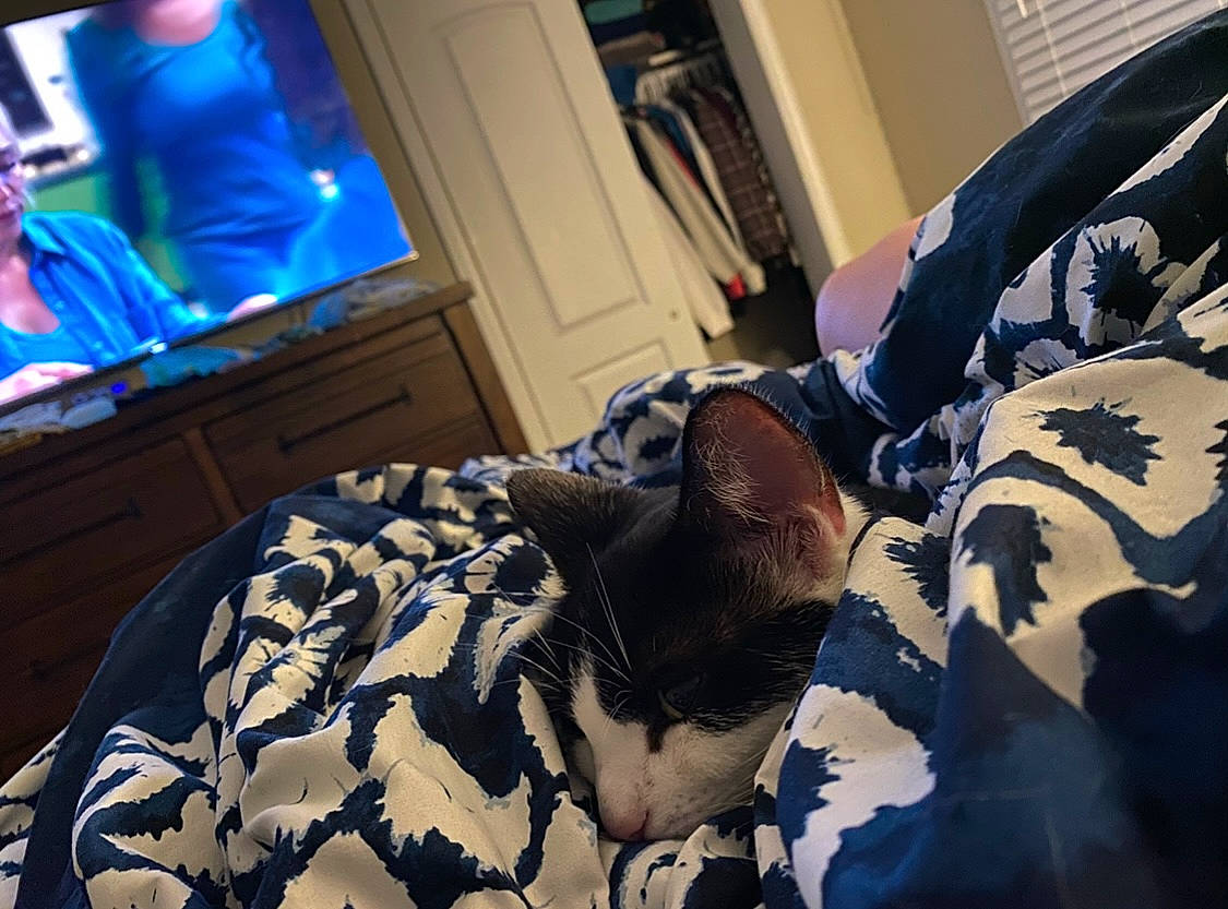 Jazz joined the competition — help win amazing prizes! bed, bedding, bedroom, carnivore, cat, comfort, couch, domestic_short_haired_cat, felidae, interior_design, linens, mammal, pattern, small_to_medium_sized_cats, tail, television, textile, tree, whiskers, window