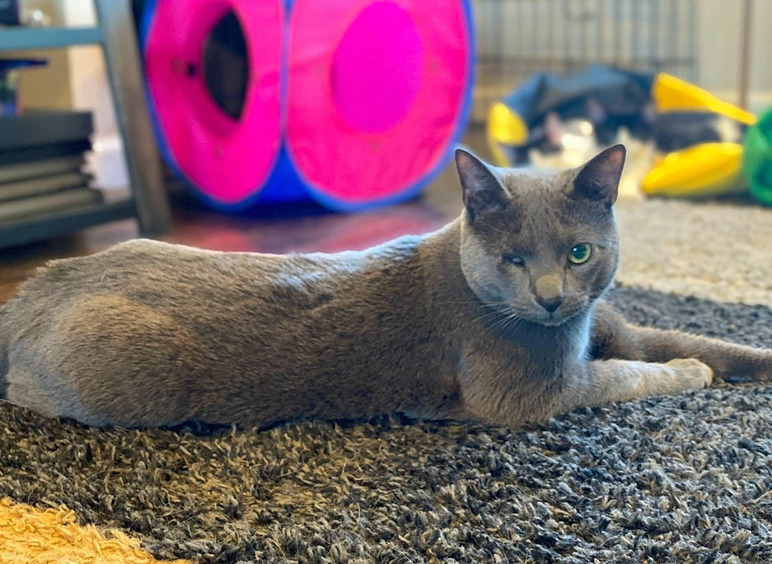 Fetty joined the competition — help win amazing prizes! carnivore, cat, cat_supply, chartreux, comfort, domestic_short_haired_cat, felidae, fur, grey, russian_blue, small_to_medium_sized_cats, snout, tail, terrestrial_animal, whiskers, wildlife