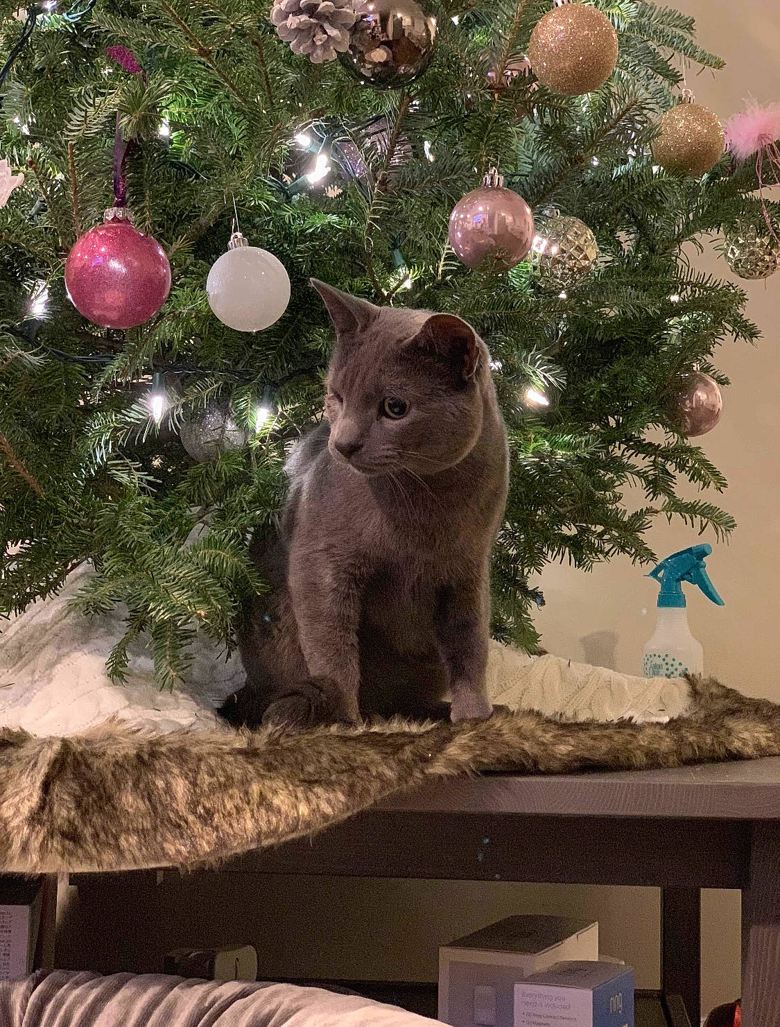 Fetty joined the competition — help win amazing prizes! botany, carnivore, cat, christmas_decoration, christmas_ornament, christmas_tree, fawn, felidae, grass, light, nature, organism, ornament, plant, small_to_medium_sized_cats, tree, twig, whiskers, window, wood