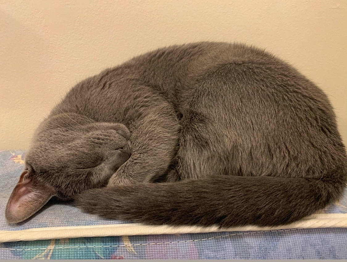 Fetty is registered to the contest to win money with this photo: carnivore, comfort, fur, liver, sporting_group, tail, terrestrial_animal