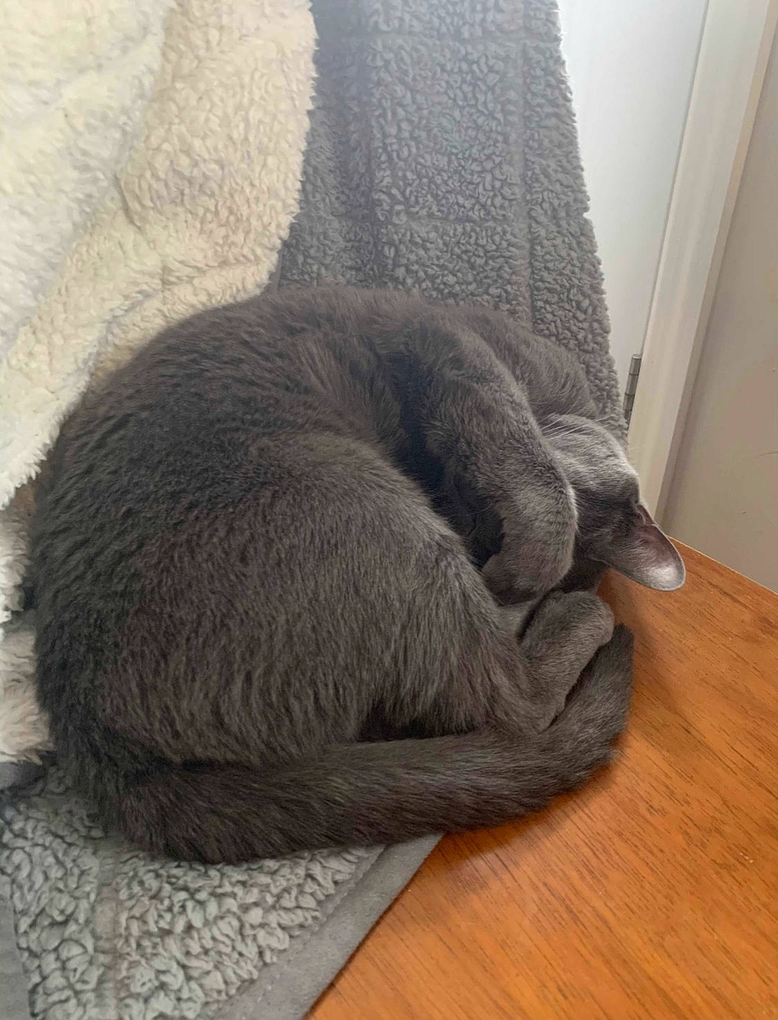 Fetty joined the competition — help win amazing prizes! carnivore, cat, comfort, dog_breed, door, fawn, felidae, flooring, fur, grey, hardwood, laminate_flooring, natural_material, small_to_medium_sized_cats, tail, terrestrial_animal, whiskers, wood, wood_flooring, wood_stain