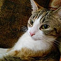 Debbie V.
