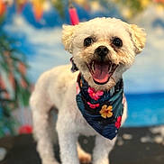 Ella is registered to the contest to win money with this photo: dog, small_dog, white_dog, floral_bandana, happy, smiling, pet, portrait, animal, indoor, colorful, tropical, background_blur, cute, fur, leash, closeup, face, standing, tongue