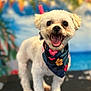 dog, small_dog, white_dog, floral_bandana, happy, smiling, pet, portrait, animal, indoor, colorful, tropical, background_blur, cute, fur, leash, closeup, face, standing, tongue