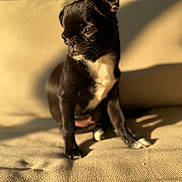 Albert a rejoint le concours — aidez-le/la à gagner de superbes lots ! animal, black_dog, closeup, companion, couch, cute, dog, domestic_animal, ears, furniture, indoor, paw, pet, portrait, shadow, sitting, small_dog, sunlight, texture, white_chest