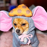 Catalina is registered to the contest to win money with this photo: adorable, animal, blurred_background, brown_fur, clothing, costume, cute, dog, elephant, expression, face, hat, indoor, pet, pink_ears, polka_dot, portrait, small_dog, soft_surface, tie