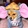 adorable, animal, blurred_background, brown_fur, clothing, costume, cute, dog, elephant, expression, face, hat, indoor, pet, pink_ears, polka_dot, portrait, small_dog, soft_surface, tie