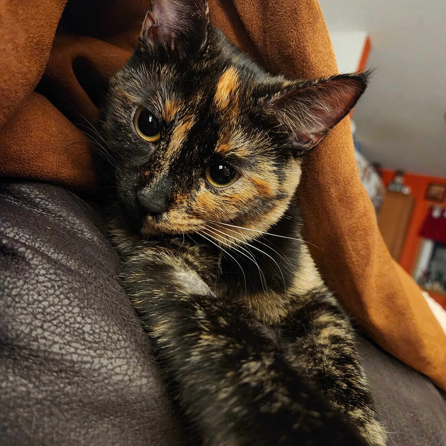 Sia is registered to the contest to win money with this photo: abyssinian, animal, armchair, blanket, brasssection, cat, chair, couch, cushion, furniture, hardwood, homedecor, horn, kitten, manx, musicalinstrument, pet, siamese, wood