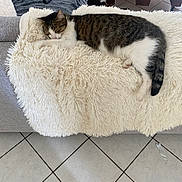 Toscane a rejoint le concours — aidez-le/la à gagner de superbes lots ! cat, sleeping, blanket, couch, remote_control, indoor, tile_floor, furniture, tabby_cat, white_fur, striped_fur, pet, resting, cozy, living_room, household, relaxation, domestic_animal, fur, animal