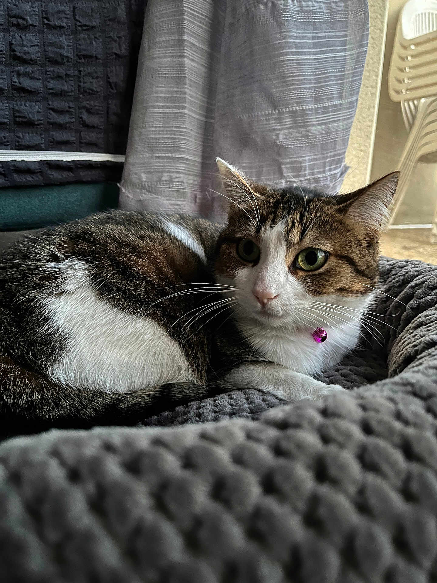 Toscane participe au concours pour gagner de l'argent avec cette photo : cat, tabby_cat, pet, indoor, blanket, fur, green_eyes, collar, purple_bell, curled_up, resting, cozy, soft_texture, furniture, curtains, stacked_chairs, closeup, whiskers, animal, domestic_cat