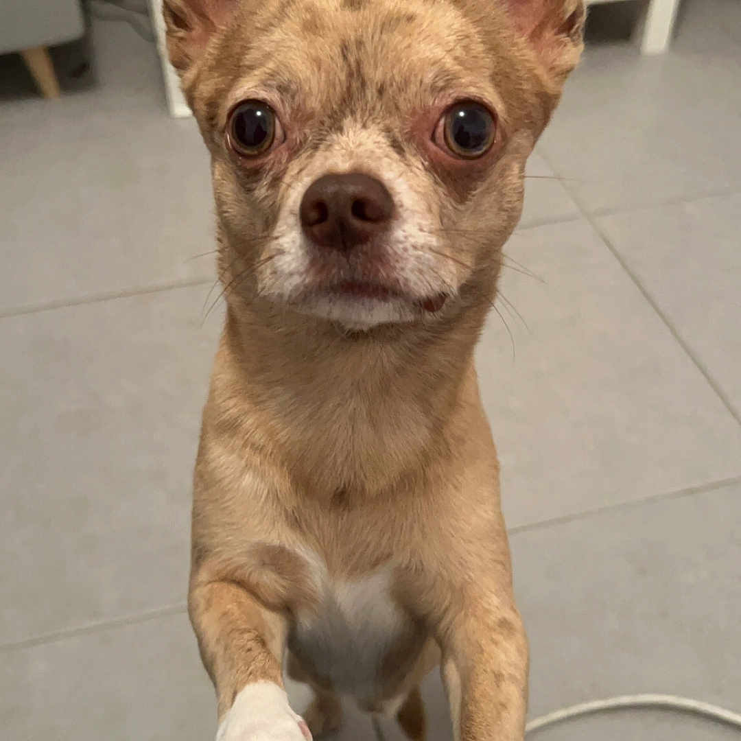Tyson a rejoint le concours — aidez-le/la à gagner de superbes lots ! accessories, animal, bulldog, canine, chihuahua, dog, frenchbulldog, indoors, interiordesign, pet, puppy, strap, whitedog