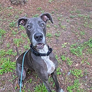 Miss Retta is registered to the contest to win money with this photo: animal, blue_eyes, canine, collar, curious, dog, ears, grass, great_dane, ground, leash, muzzle, nature, outdoor, pet, plants, portrait, sitting, tree_stump, white_paws