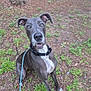 animal, blue_eyes, canine, collar, curious, dog, ears, grass, great_dane, ground, leash, muzzle, nature, outdoor, pet, plants, portrait, sitting, tree_stump, white_paws