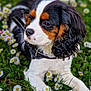 anemone, animal, canine, cockerspaniel, daisy, dog, field, flower, geranium, grass, grassland, herbal, hound, nature, outdoors, papillon, pet, petal, plant, puppy