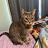 Simba joined the competition — help win amazing prizes! animal, bed, blanket, cat, cozy, curious, curtains, cute, domestic_cat, ears, feline, fur, indoor, pet, purple_bedspread, resting, tabby_cat, whiskers, window, yellow_eyes