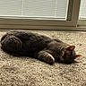 Simba joined the competition — help win amazing prizes! animal, blinds, carpet, cat, cozy, cute, daylight, domestic, fur, home, indoor, peaceful, pet, quiet, relaxed, resting, sleeping, sunlight, tabby, window