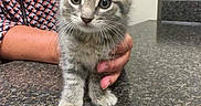 Simba joined the competition — help win amazing prizes! animal, cat, countertop, curious, cute, domestic_animal, ears, face, feline, gray_tabby, hand, holding, indoor, kitten, patterned_clothing, person, pet, small, whiskers, young