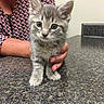 animal, cat, countertop, curious, cute, domestic_animal, ears, face, feline, gray_tabby, hand, holding, indoor, kitten, patterned_clothing, person, pet, small, whiskers, young