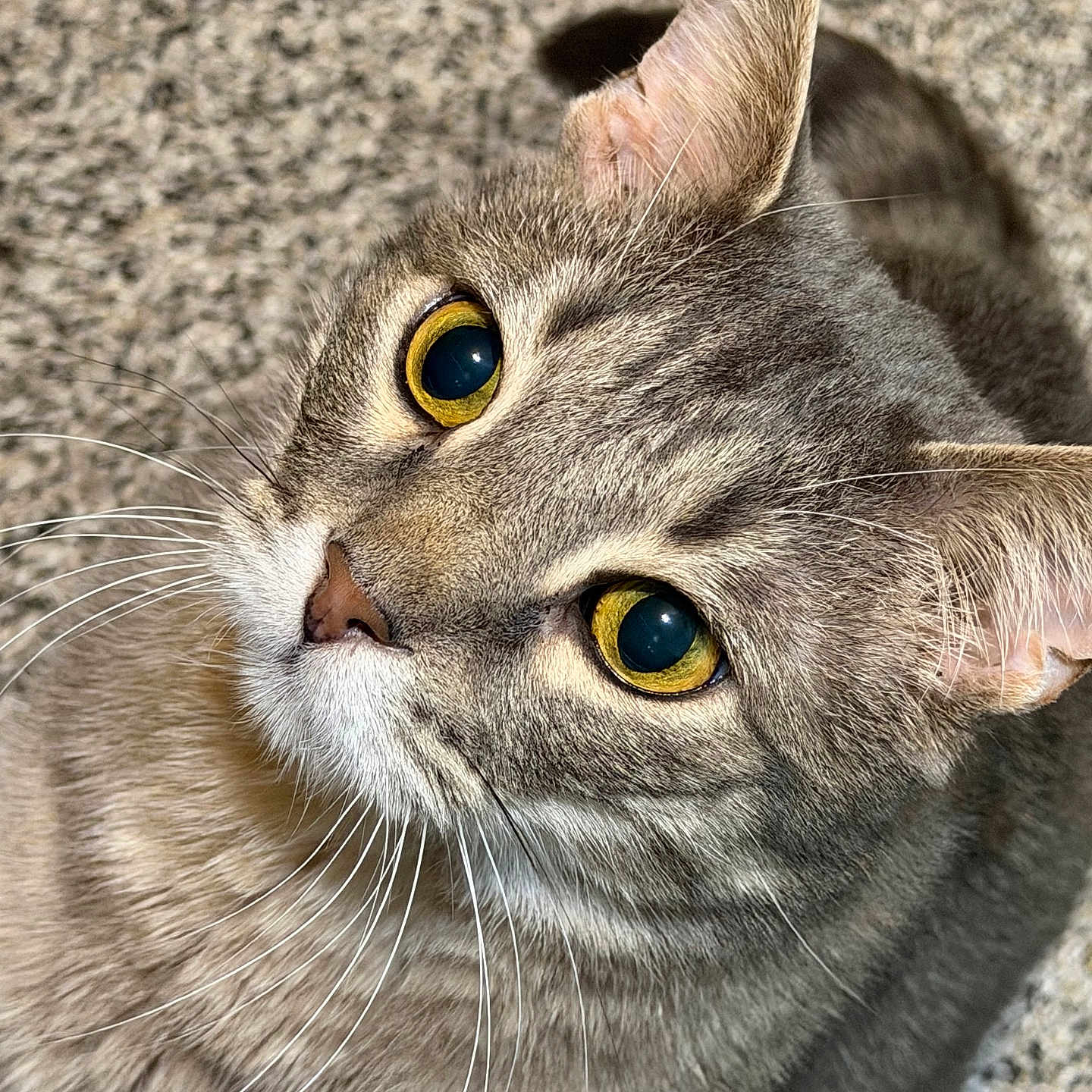 Simba