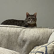 Simba joined the competition — help win amazing prizes! cat, comfortable, couch, cozy, curious, ears, feline, fur, home, indoor, looking, pattern, pet, pillows, resting, sofa, tabby_cat, texture, wall, whiskers