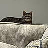 cat, comfortable, couch, cozy, curious, ears, feline, fur, home, indoor, looking, pattern, pet, pillows, resting, sofa, tabby_cat, texture, wall, whiskers