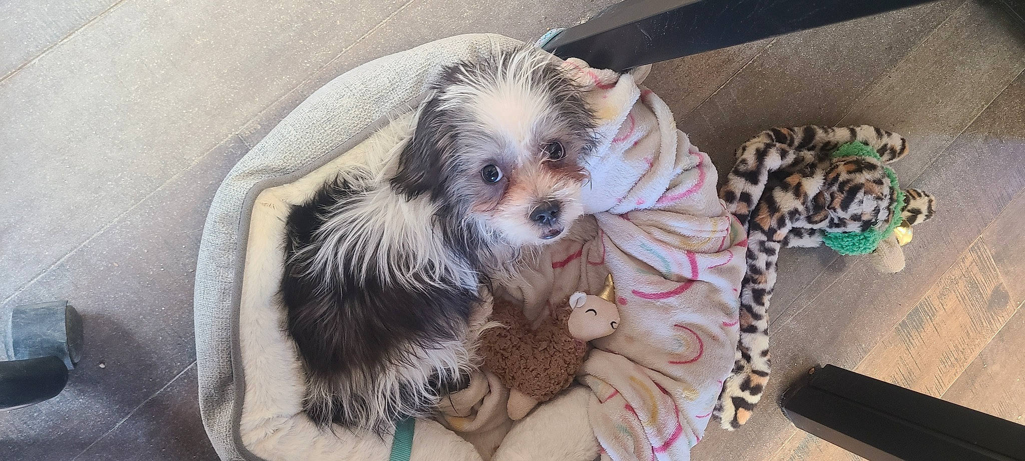 Buttercup joined the competition — help win amazing prizes! carnivore, cockapoo, comfort, companion_dog, dog, dog_breed, dog_clothes, dog_crate, dog_supply, fawn, fur, labradoodle, maltepoo, puppy_love, shih_poo, small_terrier, snout, terrier, toy_dog, yorkipoo